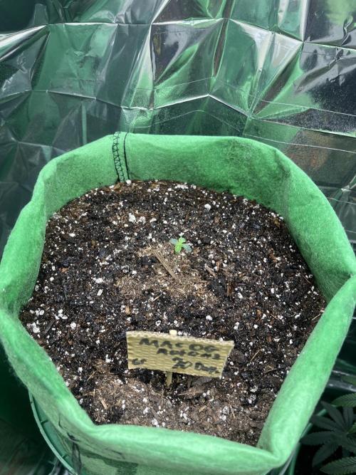 Mac og auto - greenpoint. Week 1