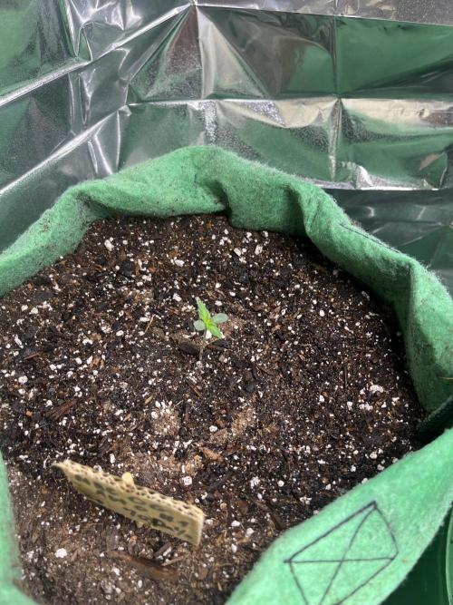 Mac og auto - greenpoint. Week 1