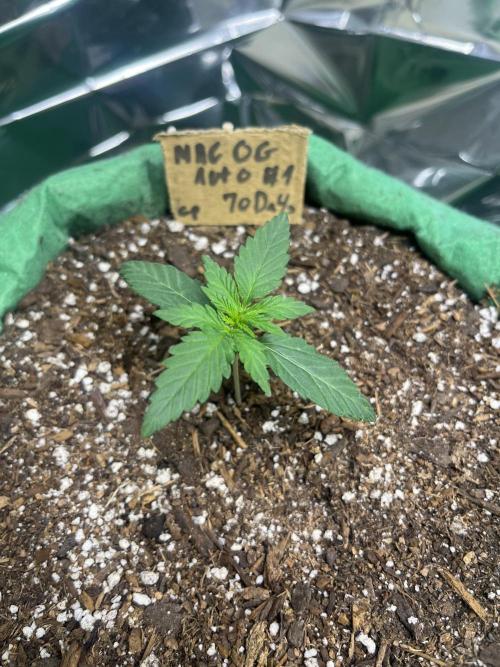 Mac og auto - greenpoint. Week 2