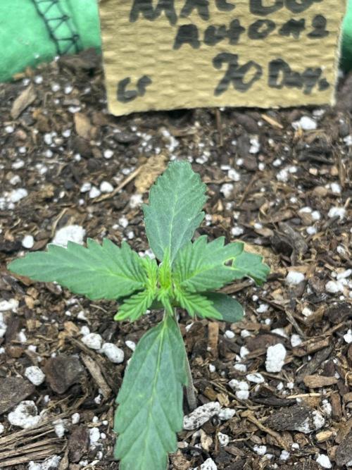 Mac og auto - greenpoint. Week 2