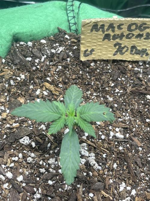 Mac og auto - greenpoint. Week 2