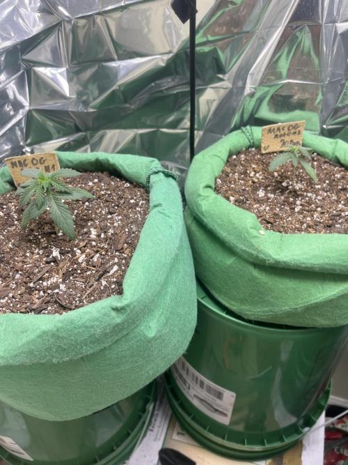 Mac og auto - greenpoint. Week 2