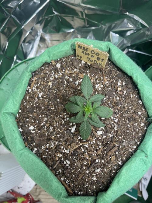 Mac og auto - greenpoint. Week 2