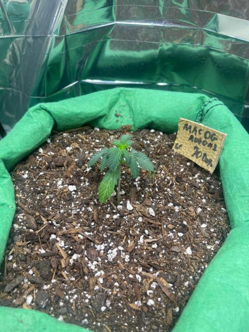 Mac og auto - greenpoint. Week 2