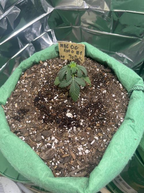 Mac og auto - greenpoint. Week 2