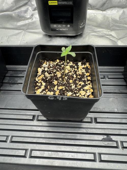 Indoor. Week 0 - Gelato 45 2 out of 3 seeds germinated, jealousy 2 for 2 germ rate.