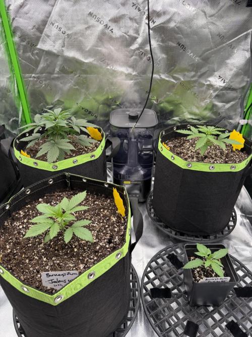 Indoor. Week 2 - Used roots organic lush soil for two and roots original for two. 