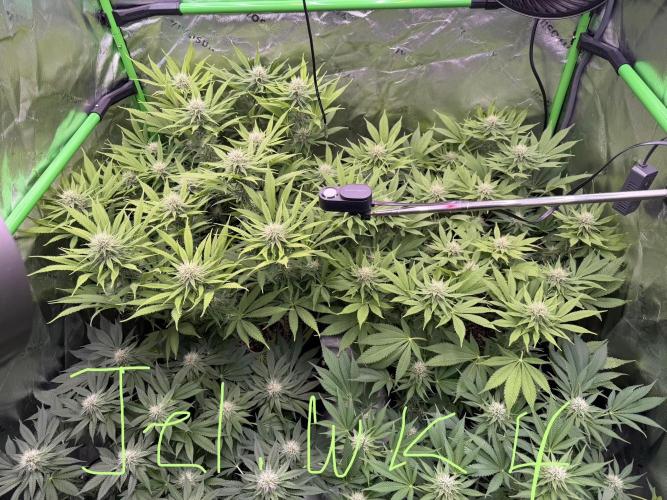 Indoor. Week 10 - Jealousy week 4 flower, both kind of pale had to move lights up a week ago. 