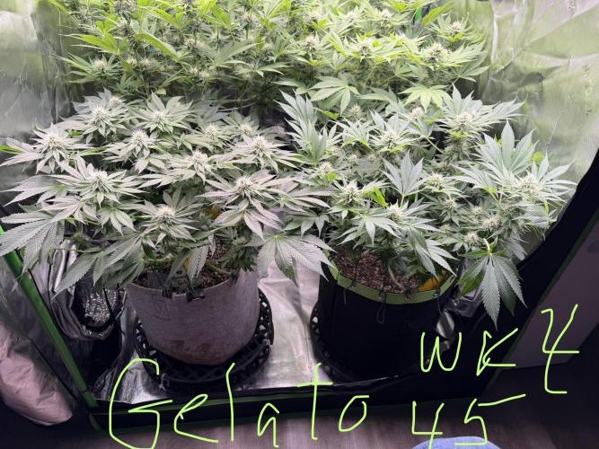 Indoor. Week 10 - Gelato 45 week 4 flower not much stretch to them. Just starting to smell.
