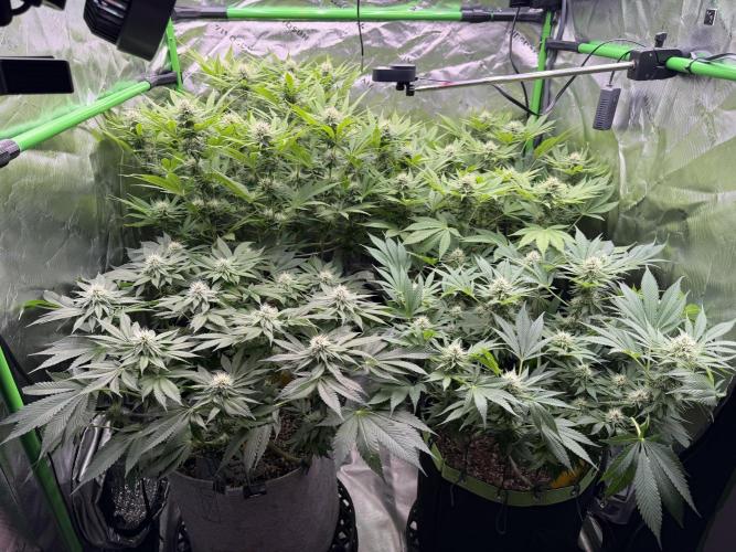 Indoor. Week 10 - Phenos/Terps are all different 