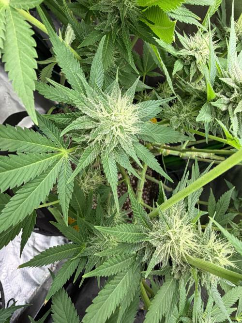 Indoor. Week 10 - Week 4 flower