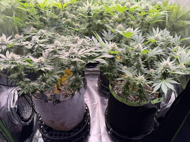 Indoor. Week 11 - Gelato 45 -week 5