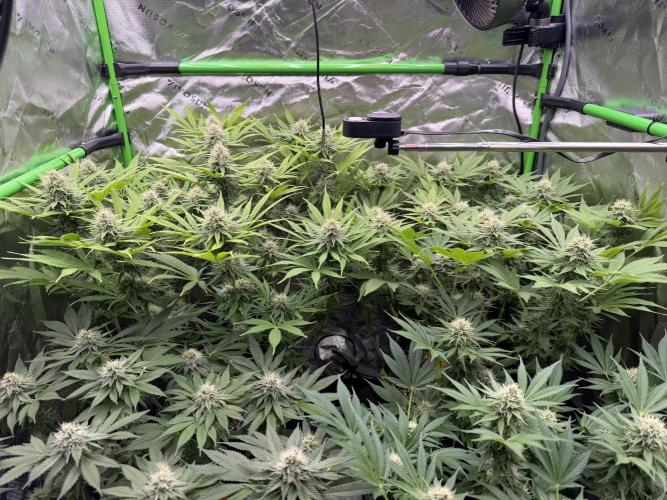 Indoor. Week 11 - Jealousy-week 5