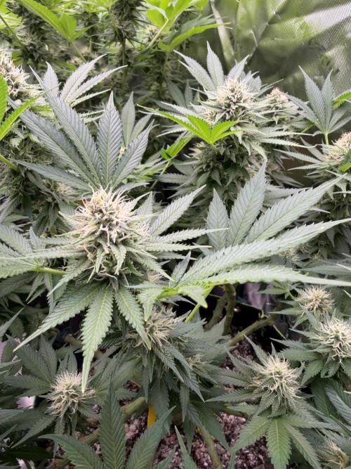 Indoor. Week 11 - Gelato