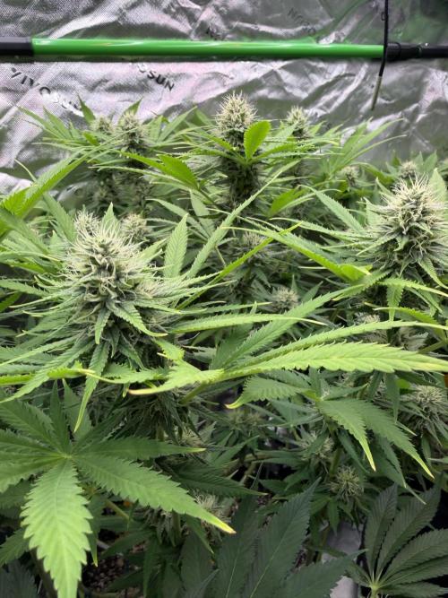 Indoor. Week 11 - Jealousy