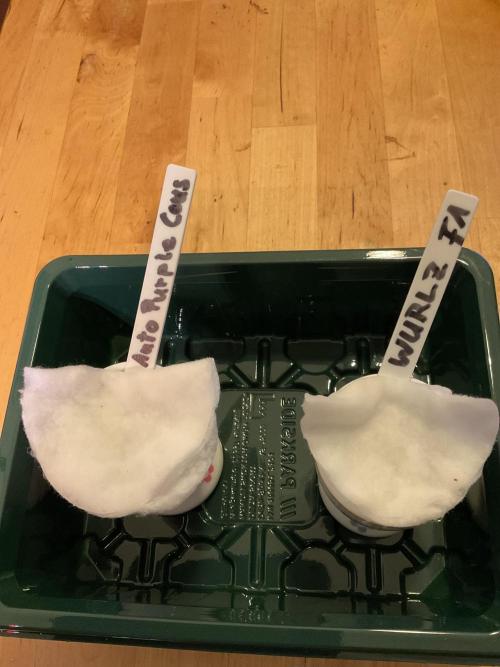 MyFirstAttempt. Week 0