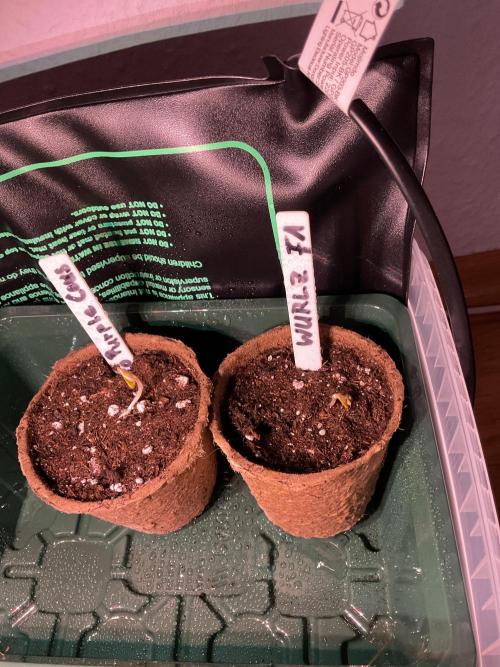 MyFirstAttempt. Week 0