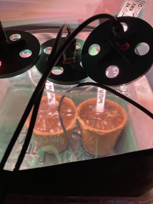 MyFirstAttempt. Week 0