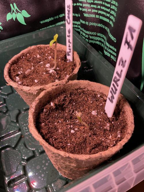 MyFirstAttempt. Week 0