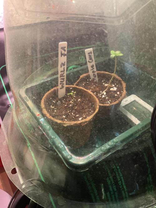 MyFirstAttempt. Week 0