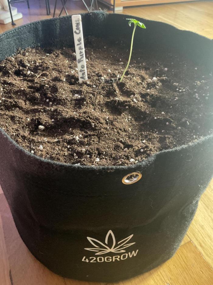 MyFirstAttempt. Week 1 - Start growing