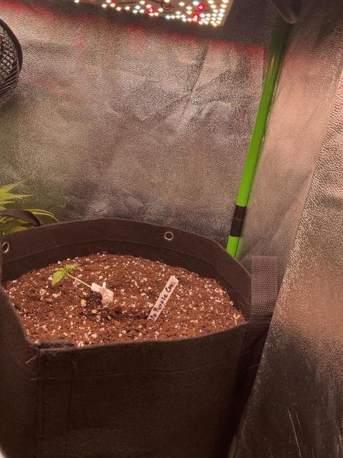 MyFirstAttempt. Week 1 - Auto Purple CousKush goes tent