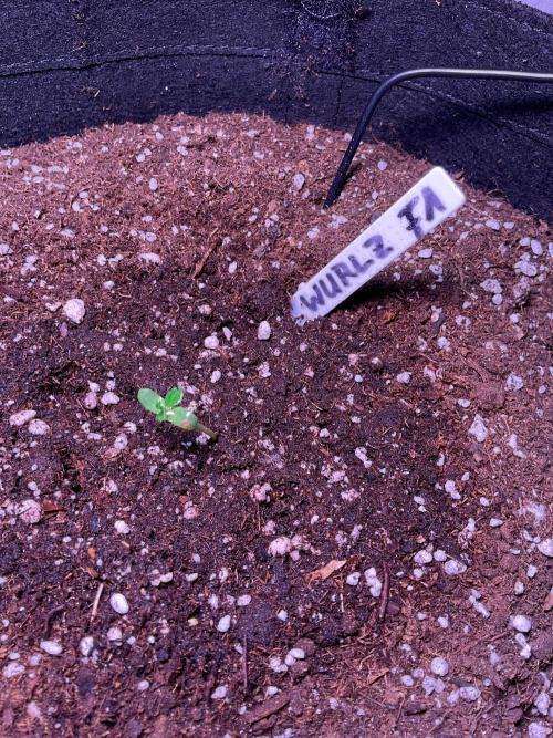 MyFirstAttempt. Week 1 - Tiny WURLZ F1