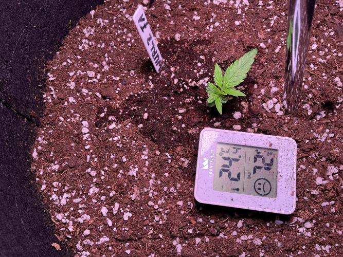 MyFirstAttempt. Week 1 - Wurlz …