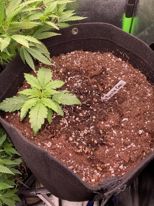 MyFirstAttempt. Week 1 - … Auto Purple CousKush starting the same day.