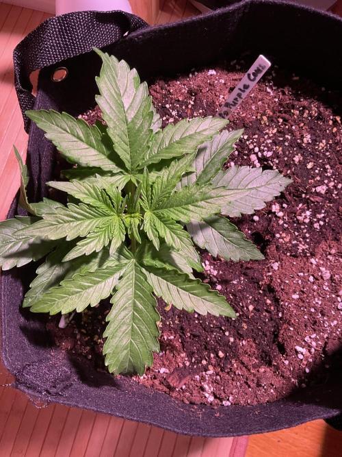 MyFirstAttempt. Week 2