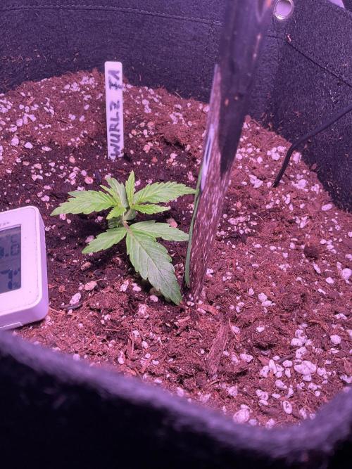 MyFirstAttempt. Week 2