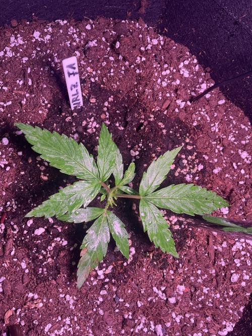 MyFirstAttempt. Week 3 - Wurlz F1 starting