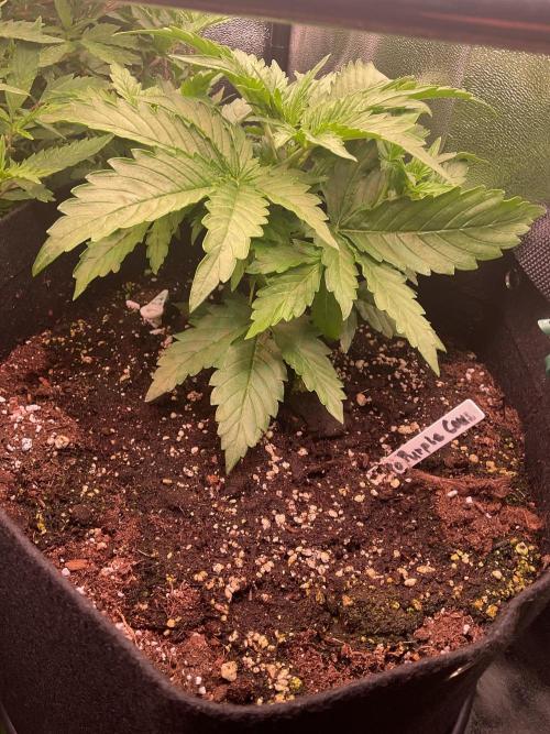 MyFirstAttempt. Week 3 - Purple CousKush 