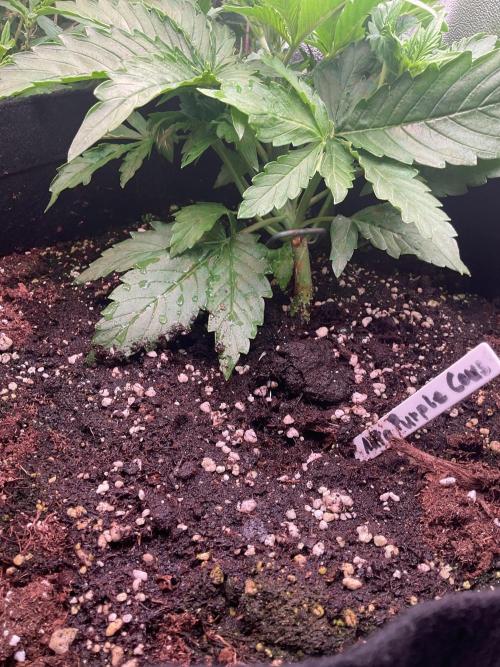 MyFirstAttempt. Week 3 - Trimming the kush to the corner