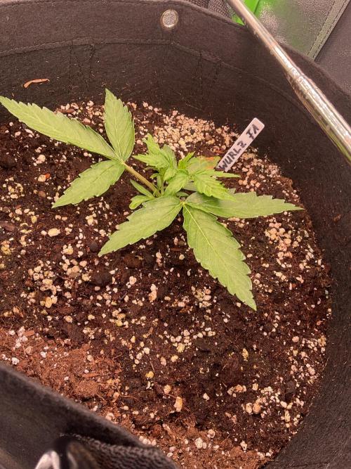 MyFirstAttempt. Week 3 - Wurlz