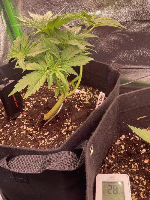 MyFirstAttempt. Week 3 - Purple 