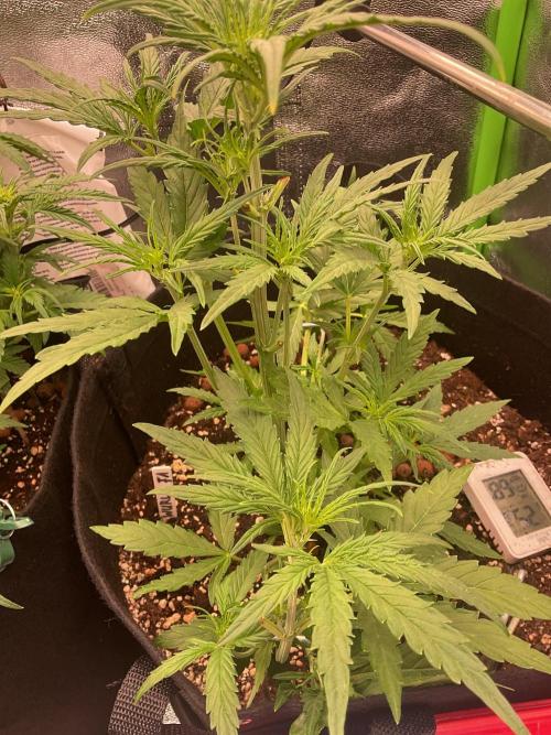 MyFirstAttempt. Week 5 - Wurlz just a little behind 