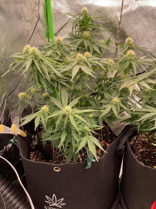 MyFirstAttempt. Week 5 -  Maintenance 