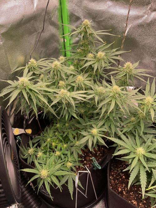 MyFirstAttempt. Week 5 - Flowering 