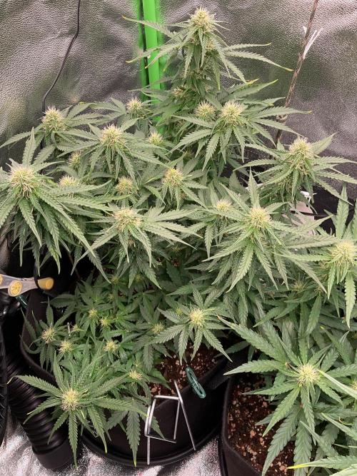 MyFirstAttempt. Week 6 - Purple is flowering 