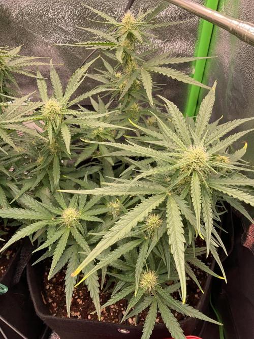 MyFirstAttempt. Week 6 - Wurlz is a bit behind but also start flowering 