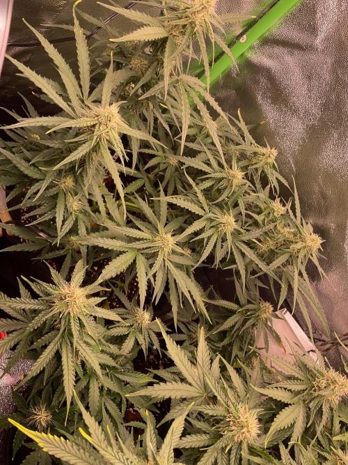 MyFirstAttempt. Week 6 - Wurlz you can do it