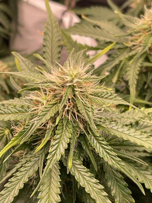 MyFirstAttempt. Week 6 - Ongoing 