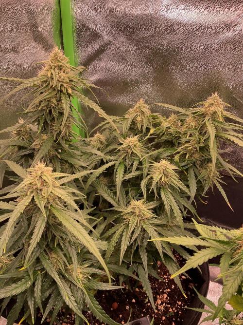 MyFirstAttempt. Week 7 - Wurlz 