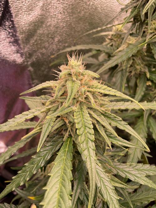 MyFirstAttempt. Week 7 - Wurlz start flowering 