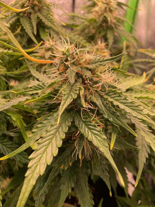 MyFirstAttempt. Week 7 - Purple also going to do his job 