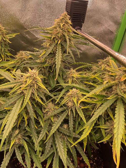 MyFirstAttempt. Week 8 - Wurlz is also happy 