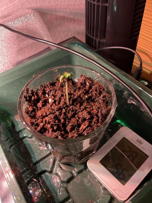 ZammiSp. Week 0 - Birthday 