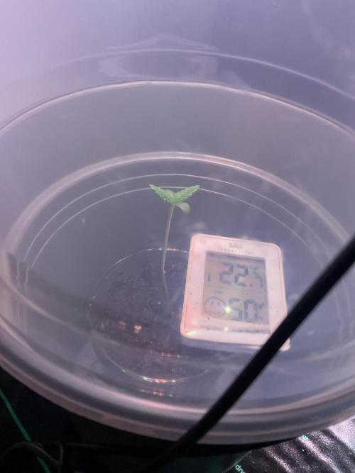 ZammiSp. Week 0 - Still growing every day 