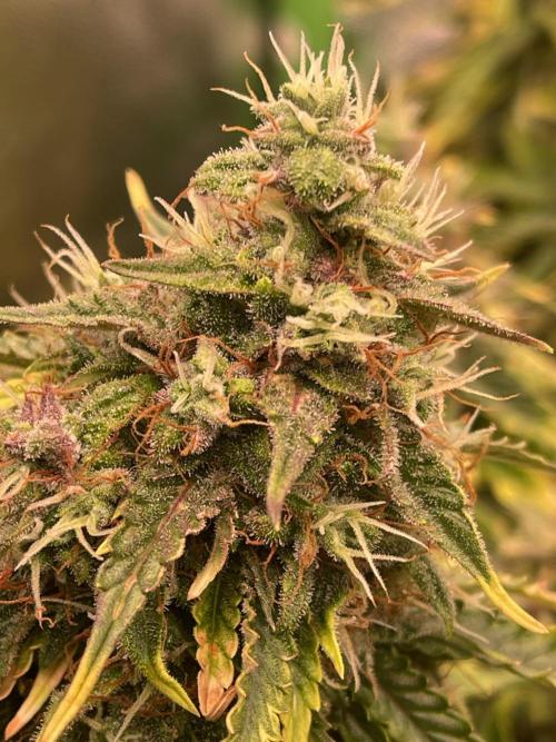 MyFirstAttempt. Week 9 -  flower power 